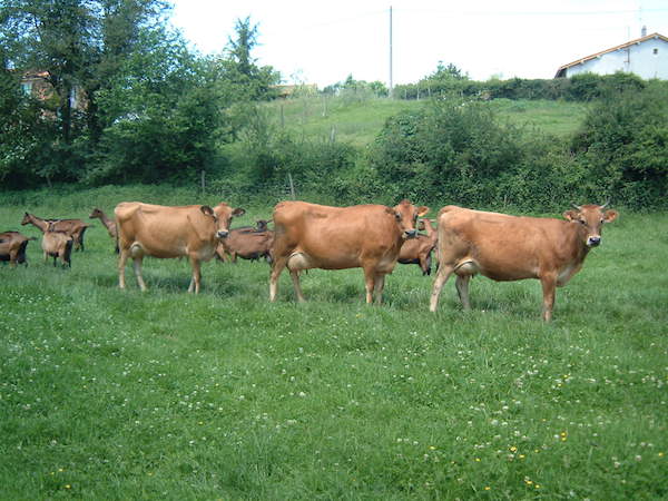 cows