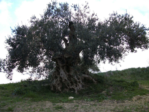 old-olive-tree