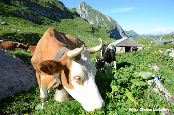 《ハイジの国のチーズたち》雄大なアルプスで育まれる「グリュイエール」