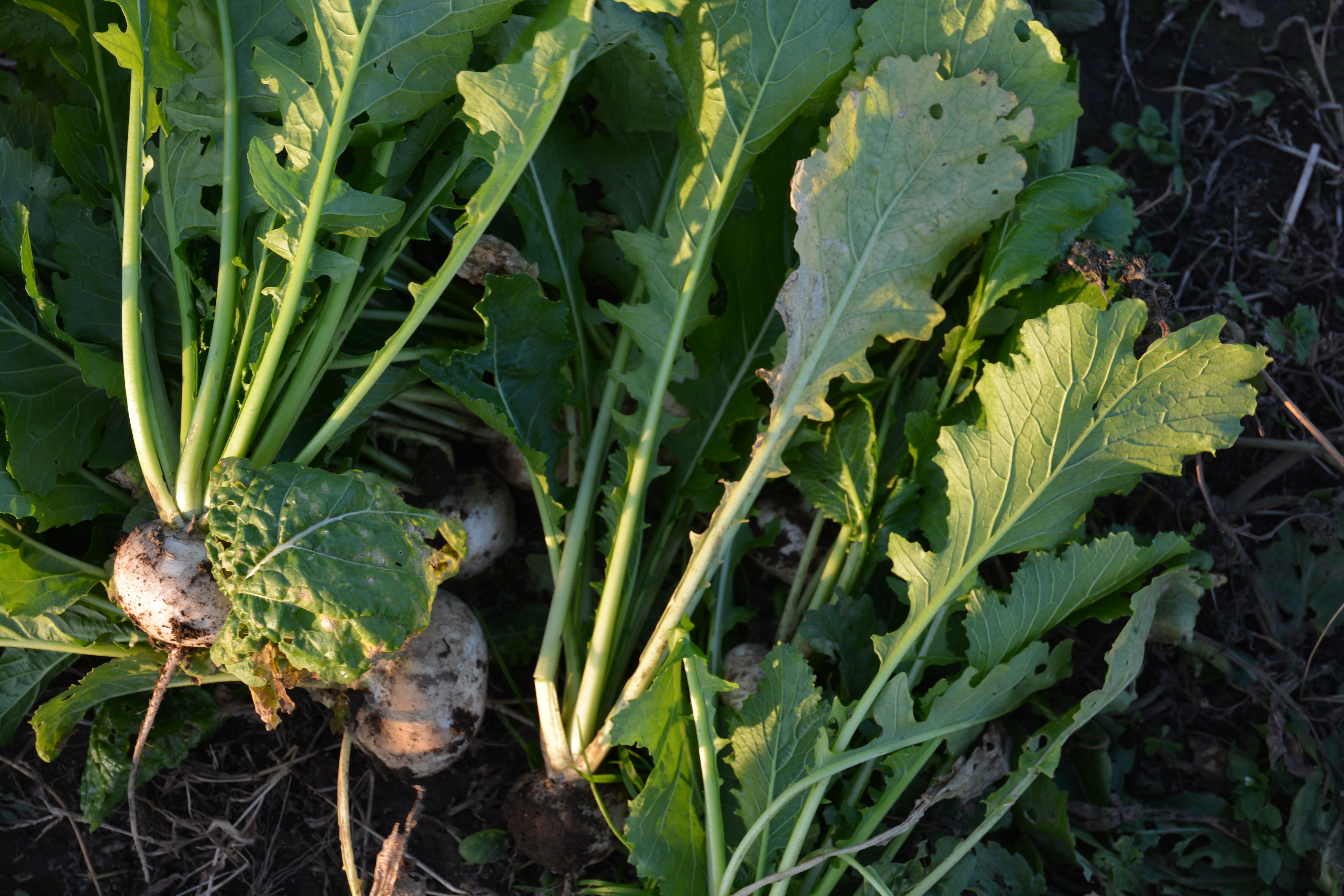 藤田承紀さんのカブ