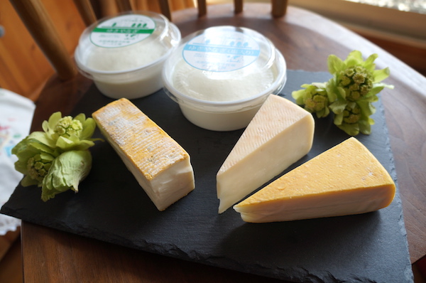 
生まれたてからお母さんまで全300頭もの牛と、同じく50頭の山羊を飼育し、その場を居心地良く清潔に保つのは、日々の創意工夫が不可欠です。
そのうち母さん牛180頭を朝と晩に搾乳し、山羊は牛とはまた別の場所で30頭搾乳しているのですから、その作業量は想像を超えるものがありますね。
毎日大量に出る糞尿は、2〜3か月発酵させた後に、乾燥させて木のチップと混ぜ、牛舎にベッドとして敷き入れるほか、20ヘクタールの牧草地に蒔くなどし、家畜たちの飲み水の地下水も定期的に検査。牧草も出来るだけ自家栽培しています。
1か月に一度、牛一頭一頭の乳質検査をし、ミルクの質を保ち、近隣の獣医師ともしっかり連携を取って、母牛の体調管理に心を配る毎日。
母さん牛たちの顔色をみて、調子が悪そうだな、と思ったら観察を怠らない。コツコツ地道な作業とマイナーチェンジ。それらを続けてきたことで、大きな牧場の「きれい」を保ってきたのですね。
そんな今牧場で生まれた那須高原の生乳。高橋さん夫妻は搾ってすぐ、その早朝から、品質の良い牛のミルクを選んで、搾乳室の隣の工房で今度はチーズを作っていきます。
山羊11頭を引き連れて、雄幸さんが那須にやってきた
もともと、高橋雄幸さんは新潟県黒川村(現・胎内市)の職員として黒川村の特産品を生み出そうと、山羊チーズを作っていました。
雄幸さんの実家が肉牛の生産農家だったこと、黒川村の村長から厚い信頼を得られたこと、畜産研修でドイツに1年留学した際に山羊農家で飼育とチーズ作りを学んだこと・・・点と点が繋がって線になるうちに、雄幸さんは山羊チーズ作りに没頭するようになっていきます。
そんな中、北海道の共働学舎新得農場に研修に行った際に、ゆかりさんと出会います。
お父様が手塩にかけて育てた牛たちのミルク。その美味しさと楽しさをチーズという形にして表したいとの思いから、ゆかりさんは共働学舎新得農場で2年、白糠酪恵舎で2年の研修を受けます。自分自身が作りたいと思うチーズがイタリア系のウオッシュチーズだな、と思い定め、後にイタリアへ渡って1年、チーズ作りを学んできました。
ミルクやチーズに熱い情熱を注ぐ、そんな二人が出会ってしまった。雄幸さんは意を決して、山羊11頭を引き連れ、新潟から那須高原にやってきました。
こうして「今牧場チーズ工房」はスタート。2012年のことでした。
今牧場のチーズで那須を表現したい
「今牧場のチーズをお皿に並べると、それだけで那須を表現できるんです。例えば、この茶臼岳という山羊のチーズ。茶臼岳は今も生きている火山ですが、登山者も多くて、秋は紅葉がとても美しい。他にも、朝日岳は・・・といったように、どんどんと那須の話ができるんです。」
雄幸さん、行く先々で那須とその酪農製品をPRすることに情熱を注いでいます。
基本的に山羊のチーズ製造は雄幸さん、牛のチーズ製造はゆかりさん、と得意分野と持ち場が決まっているお二人ですが、雄幸さんは今、日本チーズ生産者の会の副会長、那須ナチュラルチーズ研究会のリーダーなどなど、ともかく台風の目のごとく、求心力を伴って突っ走っている熱い人です。
新幹線に間に合うギリギリの時間までチーズを製造し、「もう間に合わない!出かける!!」という段になると、ゆかりさんが「あとやっておくから行ってらっしゃい~」と送り出してくれるのだそうです。
ゆかりさん、かっこよすぎます。雄幸さんが惚れたのも納得ですね!
今日も那須にチーズの風を起こし、夫婦二人三脚。3人のお子さんを育てつつ、チーズ作りに勤しむ高橋さんご夫婦。
太陽のような笑顔のゆかりさんと、パッションの塊のような雄幸さん。そんな二人が作り出すチーズのことをもう少し、後編ではご紹介していきます。
今牧場チーズ工房
〒325-0304
栃木県那須郡那須町大字高久甲5898
Tel 0287-74-2580
https://www.cheesekobo.com/
- 大和田百合香(おおわだ ゆりか)
- 2001年より1年数か月にわたり、フランスやイタリアのチーズ産地を訪ね歩き、帰国後「BonBon! FROMAGE!」の名前でチーズを楽しむ会を主催。チーズ王国本店に勤務しつつ、ライフワークである国産ナチュラルチーズの工房を訪ねて北へ南へ。二人の男児育児にも奮闘中。東京農業大学栄養学科卒。CPA認定チーズプロフェッショナル、JSA認定ワインアドバイザー、フランスチーズ鑑評騎士の会シュヴァリエ。
牧場から始まるチーズの世界
美味しい日本のチーズには、日本の酪農とともに生きる素敵なストーリーが。日本各地の牧場、そしてチーズ工房を訪ね、その魅力に迫る連載です。
https://staging.cheese-media.net/?tag=farm
![ImaCheeses