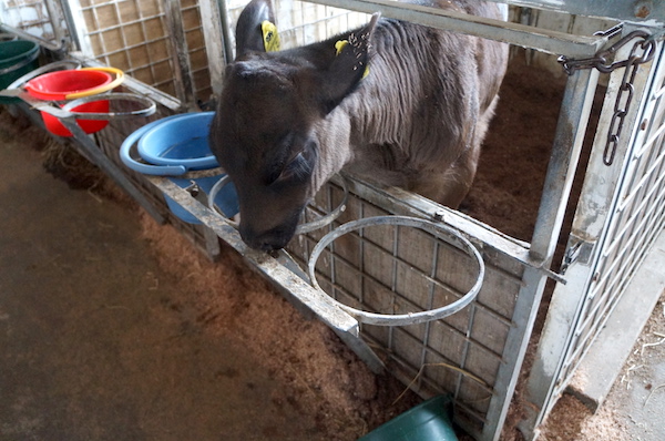 那須高原にチーズの風を吹かせよう、チーズの花を咲かせよう《今牧場チーズ工房 前編》