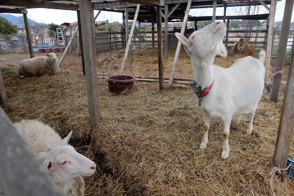 goats of bocca
