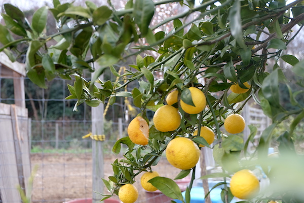 shonan gold tree of bocca