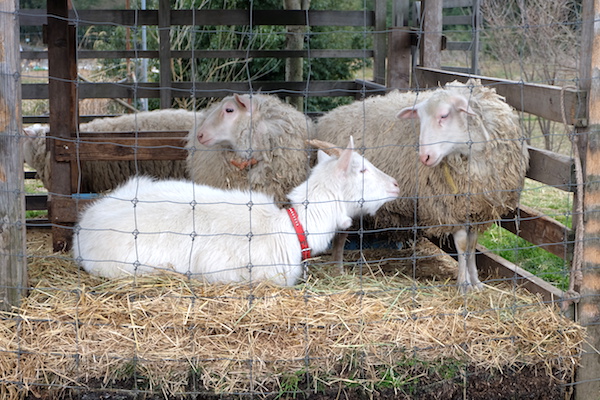 goat and sheeo of bocca