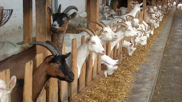 goats for chevre cheese