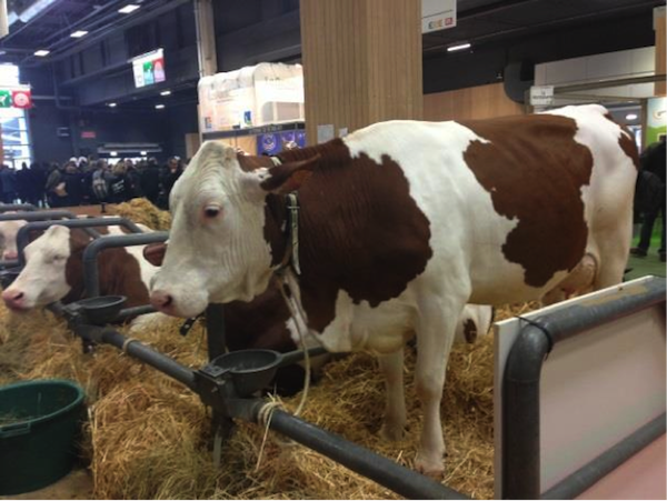 モンベリアード種の牛