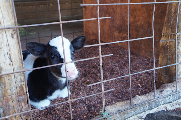 東京に50軒も！笑顔あふれる牧場の世界《磯沼ミルクファーム 前編》