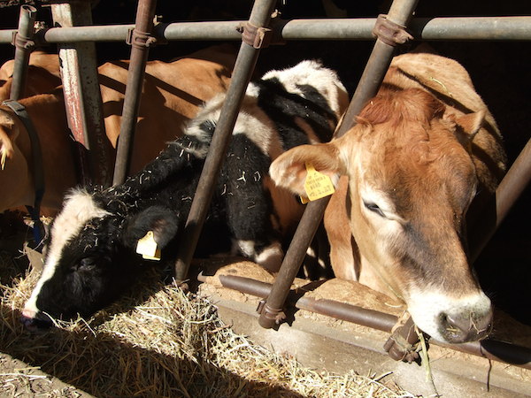 磯沼ミルクファームの牛