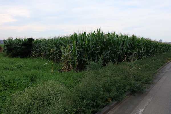 デントコーン畑