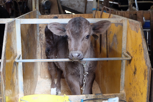 美味しいチーズとミルクの背景にある“べっぴん”なストーリー 《増田牧場 後編》