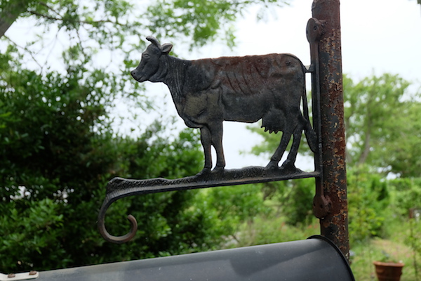 この放牧ミルクで挑む！チーズに賭ける“厚い”志《新利根協同農学塾農場 後編》